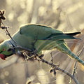 PERRUCHE À COLLIER (Psittacula krameri) - Parc national de Corbett (Inde)