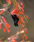 SOUIMANGA ASIATIQUE ou SOUIMANGA POURPRÉ - Purple sunbird (Cinnyris asiaticus ou Nectarinia asiatica)