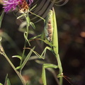 MANTE RELIGIEUSE (Mantis religiosa) - femelle prête à pondre
