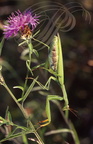 MANTE RELIGIEUSE (Mantis religiosa) - femelle prête à pondre