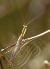 MANTE RELIGIEUSE (Mantis religiosa) - mâle