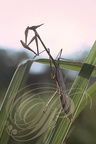 EMPUSE (Empusa pennnata) - femelle à l'aube