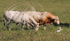 BLONDE d'AQUITAINE - vache, taureau et hérons garde bœufs
