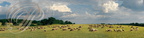 Le CAUSSE : troupeau de moutons