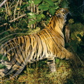 TIGRE INDIEN (Panthera tigris tigris)  marquant le feuillage en se frottant (Inde)