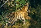 TIGRE INDIEN (Panthera tigris tigris)  marquant le feuillage en se frottant (Inde)