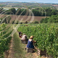 MONTAUBAN (France - 82) -  vallée du TESCOU : unique vignoble de la commune  : vendanges (MAS des ANGES)