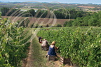 MONTAUBAN (France - 82) -  vallée du TESCOU : unique vignoble de la commune  : vendanges (MAS des ANGES)