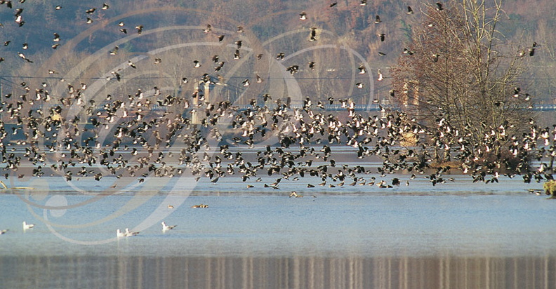 SAINT-NICOLAS-DE-LA-GRAVE (France - 82) - le plan d'eau en hiver (oiseaux migrateurs)