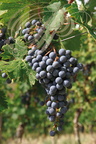 VIGNE (Vitis vinifera) -  RAISIN (cépage  MERLOT)