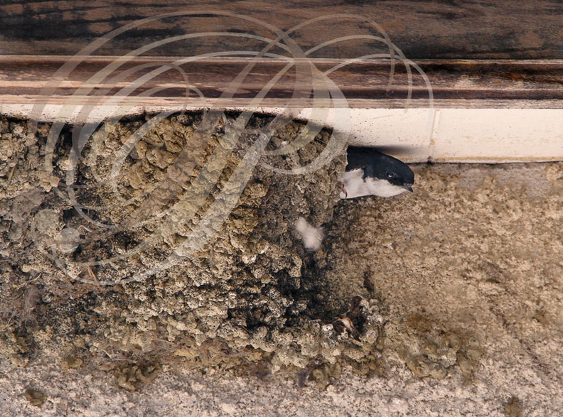 HIRONDELLE de FENÊTRES  (Delichon urbicum) - le nid