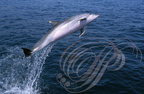 DAUPHIN À NEZ EN BOUTEILLE ou DAUPHIN SOUFFLEUR - Bottlenose dolphín -  Delfin de nariz de botella  (Tursiops truncatus)