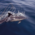 DAUPHIN DES ANCIENS (Delphinus delphis)