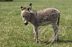 ÂNE du Cotentin (Equus asinus) - ânon