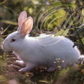 LAPIN DOMESTIQUE (Oryctolagus cuniculus)