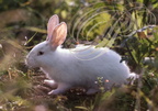 LAPINS DOMESTIQUES (Oryctolagus cuniculus)