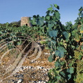 SAINT-JEAN-MINERVOIS (France - 11) -  les vignobles