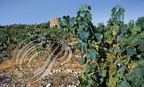 SAINT-JEAN-MINERVOIS (France - 11) -  les vignobles