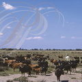 BOVINS CAMARGUAIS - élevage de taureaux