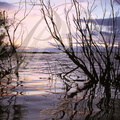 CAMARGUE - étang du FANGASSIER au coucher du soleil