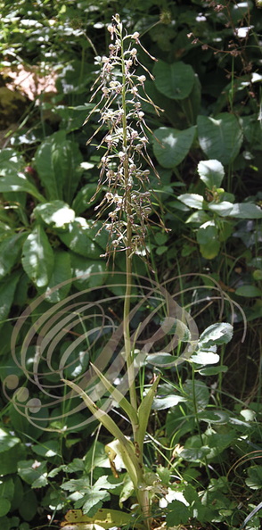 ORCHIS BOUC ou LOROGLOSSE (Himantoglossum hircinum) - plante entière