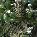 ORCHIS BOUC ou LOROGLOSSE_Himantoglossum_hircinum_plante_entiere.jpg