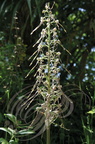 ORCHIS BOUC ou LOROGLOSSE (Himantoglossum hircinum)
