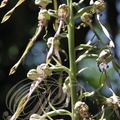 ORCHIS BOUC ou LOROGLOSSE (Himantoglossum hircinum)