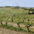 HERREBOUC (France - Gers) - un vignoble du domaine certifié en agriculture biologique  (SAINT-JEAN-POUTGE:  Sud de Condom)