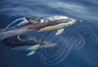 DAUPHINS DES ANCIENS (Delphinus delphis)