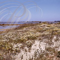CAMARGUE - BEAUDUC : les dunes couvertes d'immortelles (Helichrysum stoechas)