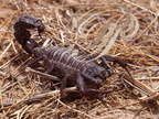 SCORPION NOIR DU MAROC (Antroctonus mauritanicus)