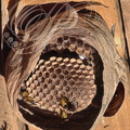 FRELON EUROPÉEN (Vespa crabo) - nid : alvéoles avec des imagos, des œufs et des larves 