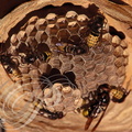FRELON EUROPÉEN (Vespa crabo) -  nid : alvéoles avec des imagos et des œufs