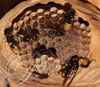 FRELON EUROPÉEN (Vespa crabo) -  nid : alvéoles avec des imagos et des œufs