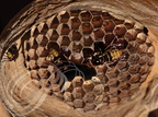 FRELON EUROPÉEN (Vespa crabo) - nid : alvéoles avec des imagos, les oeufs et les larves
