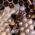 FRELON EUROPÉEN (Vespa crabo) - nid : alvéoles, larves, imago à l'eclosion