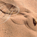 SCINQUE OFFICINAL (Scincus scincus laterimaculatus) "nageant" dans le sable
