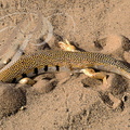 SCINQUE OFFICINAL (Scincus scincus laterimaculatus) s'enfouissant dans le sable