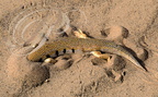 SCINQUE OFFICINAL (Scincus scincus laterimaculatus) s'enfouissant dans le sable