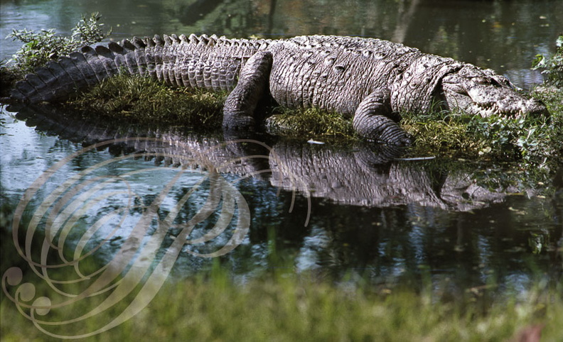 CROCODILE_DES_MARAIS_Crocodylus_palustris.jpg