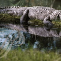 CROCODILE DES MARAIS (Crocodylus palustris)