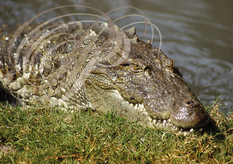 CROCODILE_DES_MARAIS_Crocodylus_palustris_.jpg