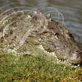 CROCODILE DES MARAIS (Crocodylus palustris) 