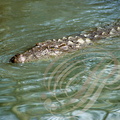 CROCODILE DES MARAIS (Crocodylus palustris)  