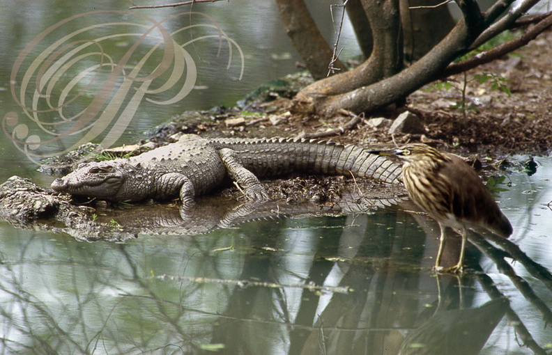 CROCODILE_DES_MARAIS_Crocodylus_palustris_et_HERON_CRABIER_de_GRAY_Ardeola_grayii.jpg