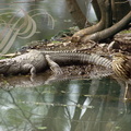CROCODILE DES MARAIS (Crocodylus palustris) et HÉRON CRABIER de GRAY (Ardeola grayii)
