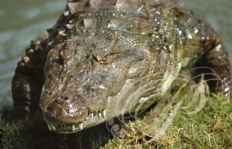 CROCODILE_DES_MARAIS_Crocodylus_palustris___.jpg