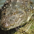 CROCODILE DES MARAIS Crocodylus palustris   