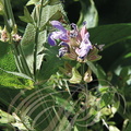 SAUGE OFFICINALE (Salvia officinalis) -  fleurs